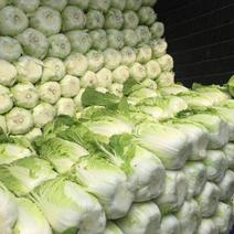 大白菜黄心大白菜大量上市货源充足全国发货