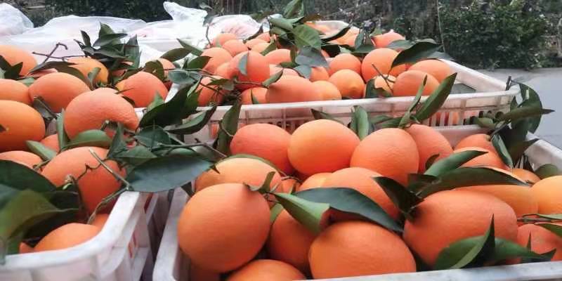 奉节脐橙72-1目前价格一树清1.6一斤，味道纯甜
