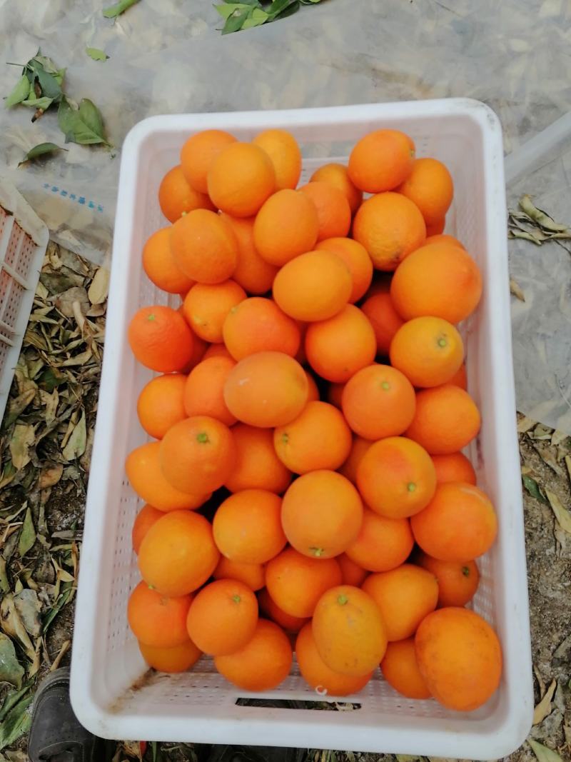奉节脐橙72-1目前价格一树清1.6一斤，味道纯甜
