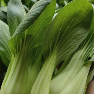 油菜