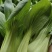 油菜
