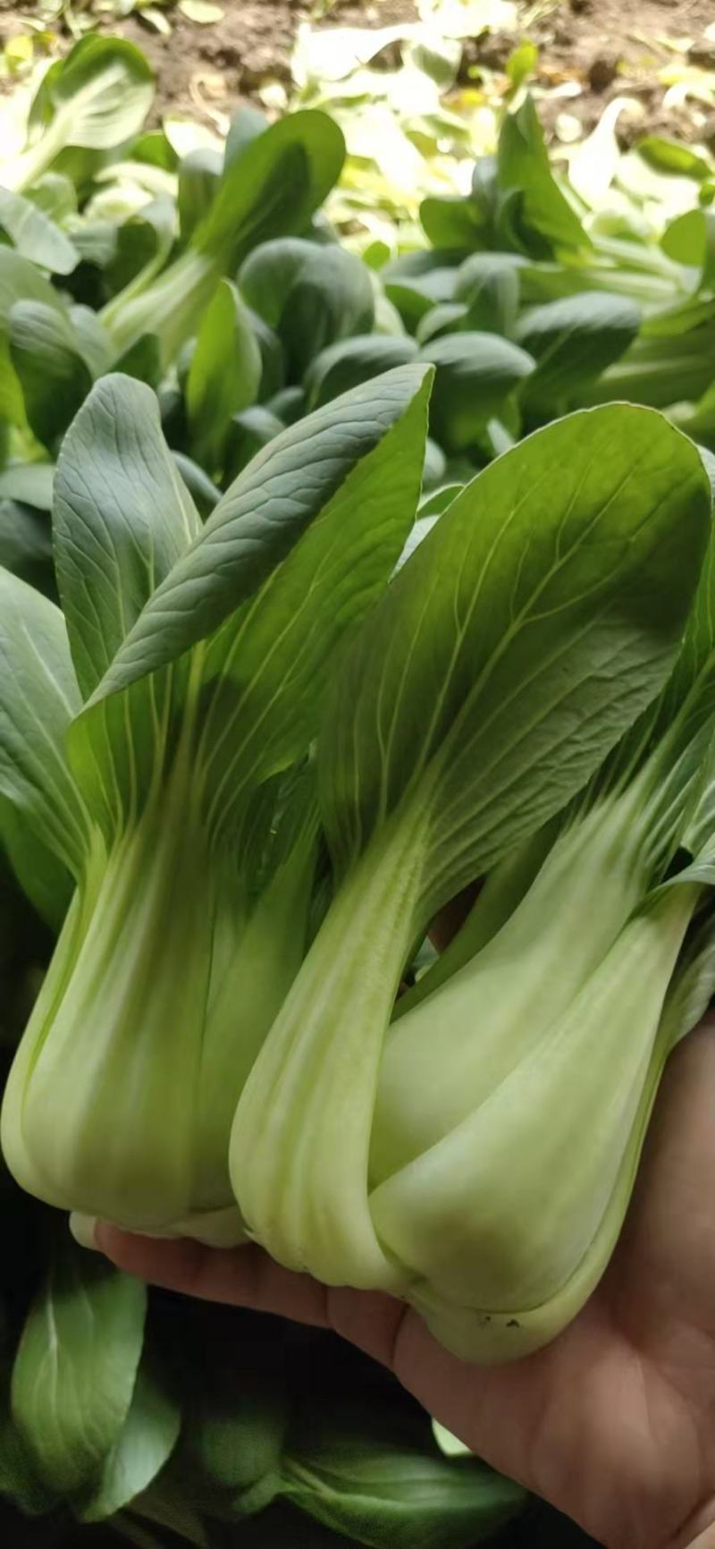 油菜