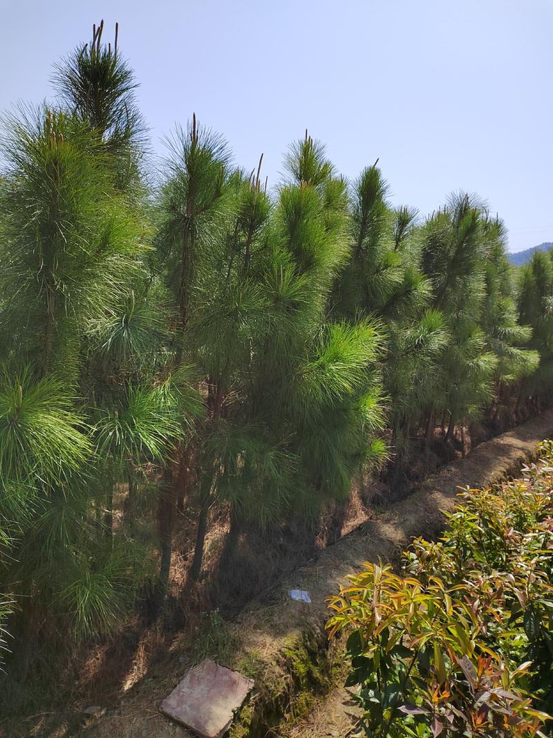 江西优质湿地松苗品质保障，荒山造林生长成林快大量出