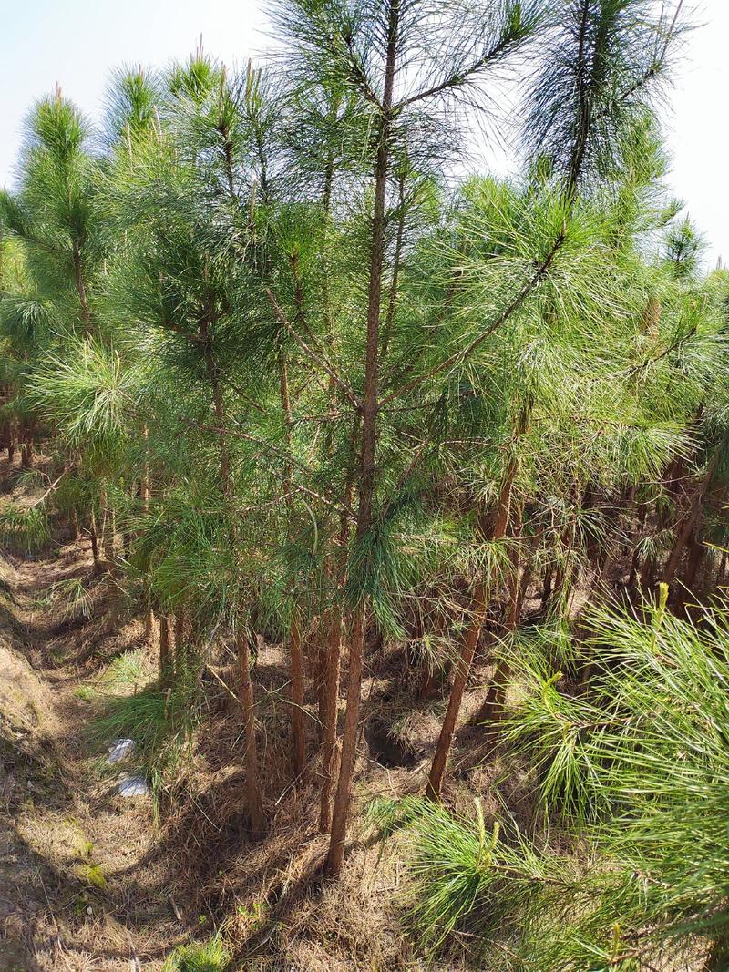 江西优质湿地松苗品质保障，荒山造林生长成林快大量出
