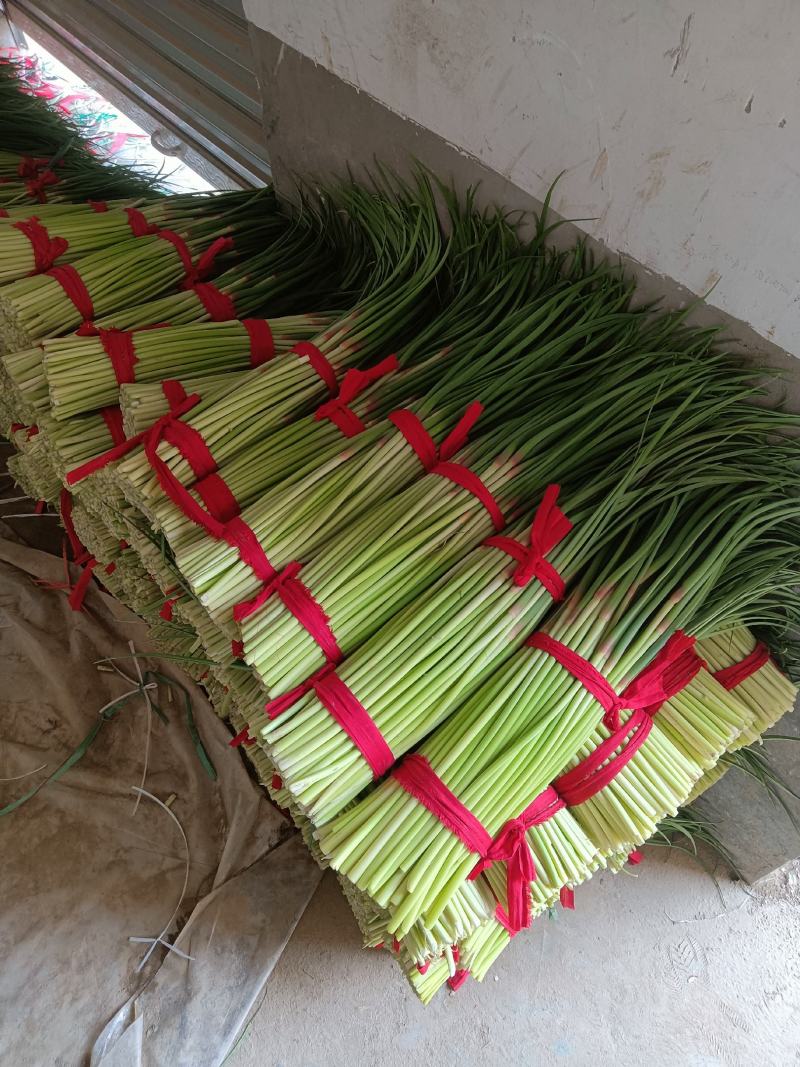 淮阳蒜苔【红帽蒜薹】干苔对接各大市场，商超，电商及入库客