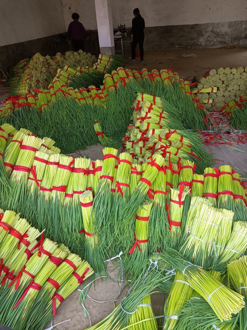 淮阳蒜苔【红帽蒜薹】干苔对接各大市场，商超，电商及入库客