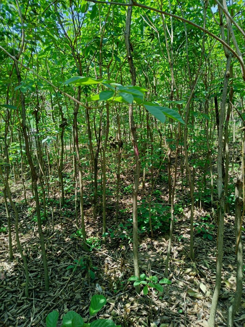 黄花风玲2-3公分大量出售8-10公分出售