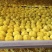 菊花苗优质菊花苗一手货源大量供应免费提供技术指导