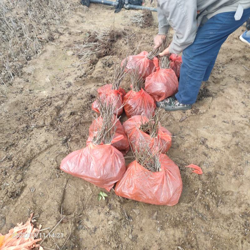 基地出售大樱桃砧木苗吉塞拉6号12号大青叶兰丁