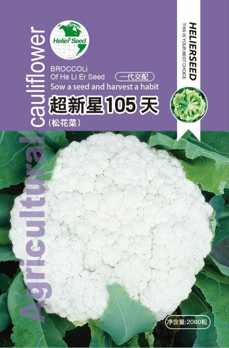 新优选超新星105天青梗松花菜高产抗病品质