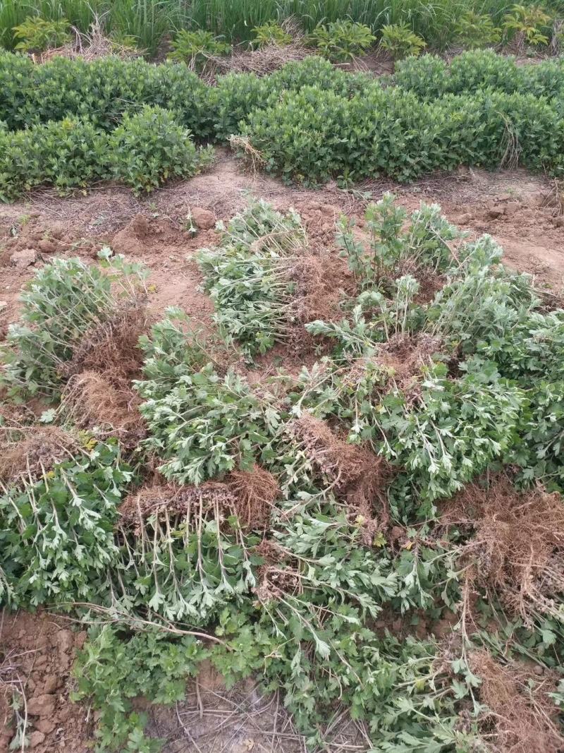 菊花苗优质菊花苗一手货源大量供应免费提供技术指导