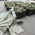 菊花苗优质菊花苗一手货源大量供应免费提供技术指导