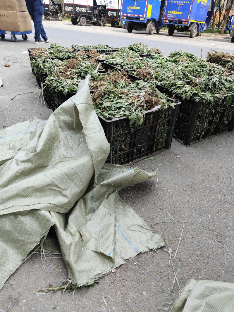 菊花苗优质菊花苗一手货源大量供应免费提供技术指导