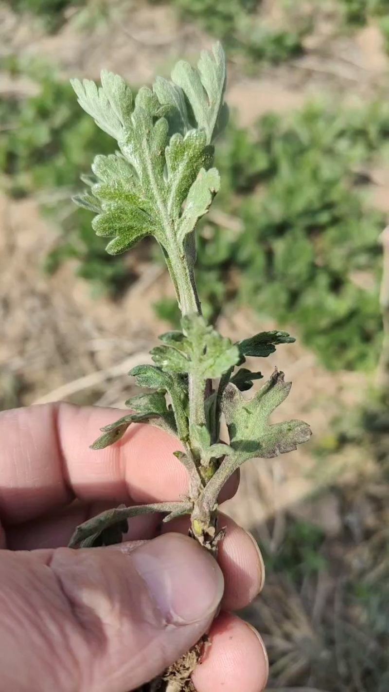 菊花苗优质菊花苗一手货源大量供应免费提供技术指导