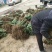 菊花苗优质菊花苗一手货源大量供应免费提供技术指导