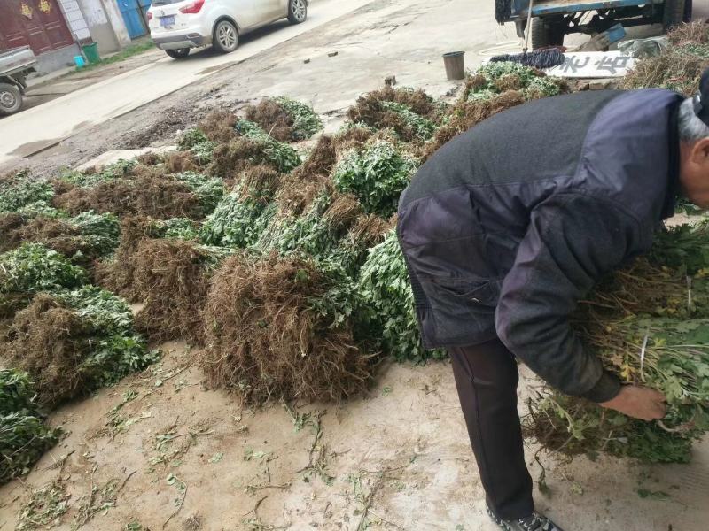 菊花苗优质菊花苗一手货源大量供应免费提供技术指导