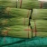【推荐】精品蒜薹支持超市，市场批发，精加工！一件代发！