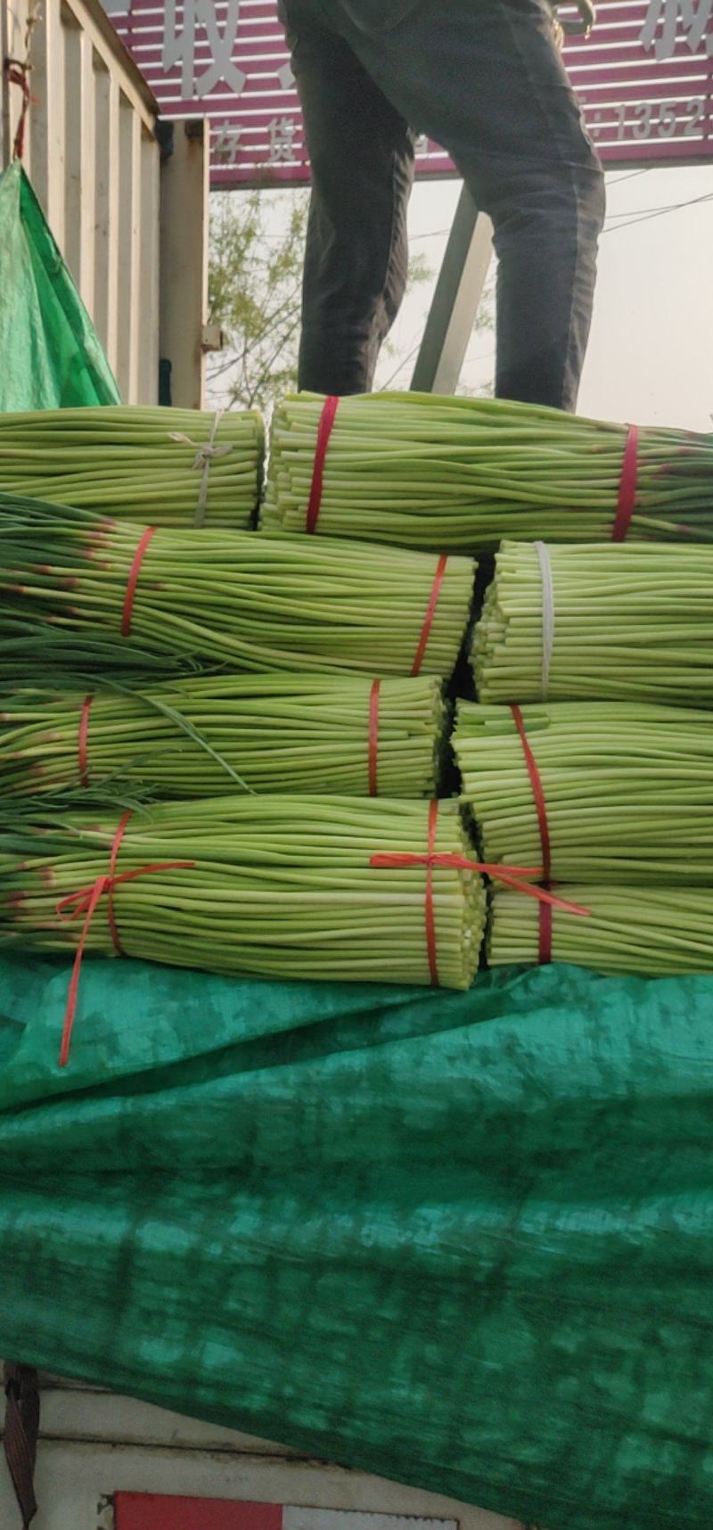 【推荐】精品蒜薹支持超市，市场批发，精加工！一件代发！