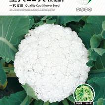 金典88天青梗白面松花菜产量高抗病强商品性较好