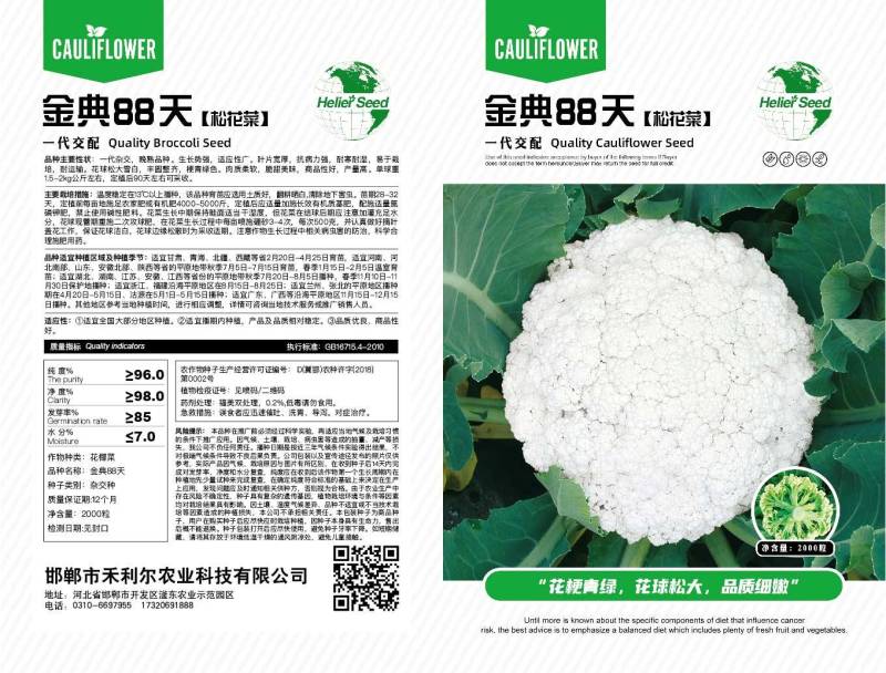 金典88天青梗白面松花菜产量高抗病强商品性较好