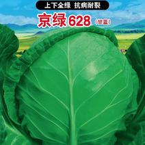 京绿628甘蓝全绿抗病耐裂抗病强产量较高