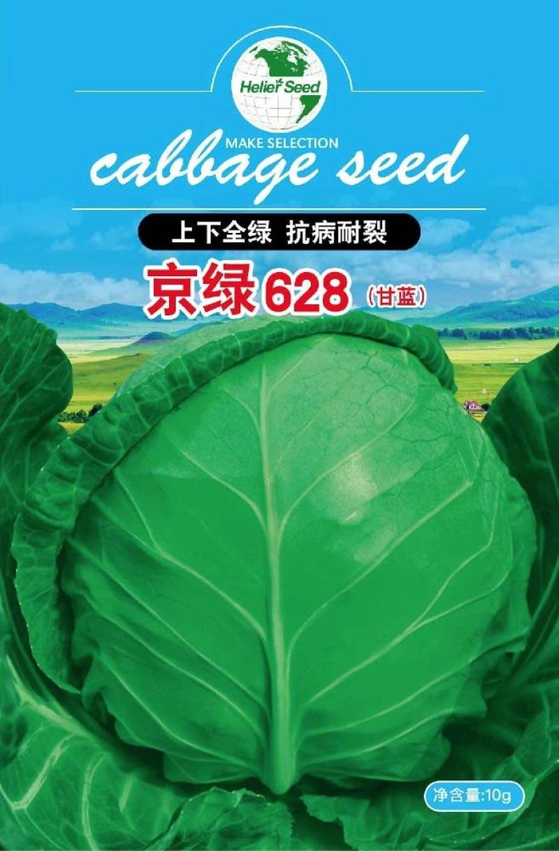 京绿628甘蓝全绿抗病耐裂抗病强产量较高