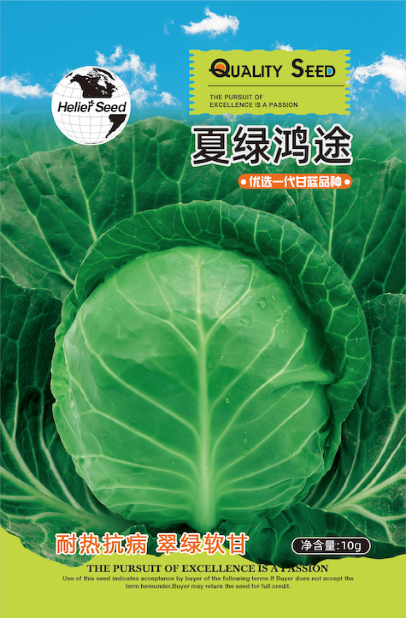 嘉世503甘蓝种子颜色绿抗病强品质佳耐运输较耐裂