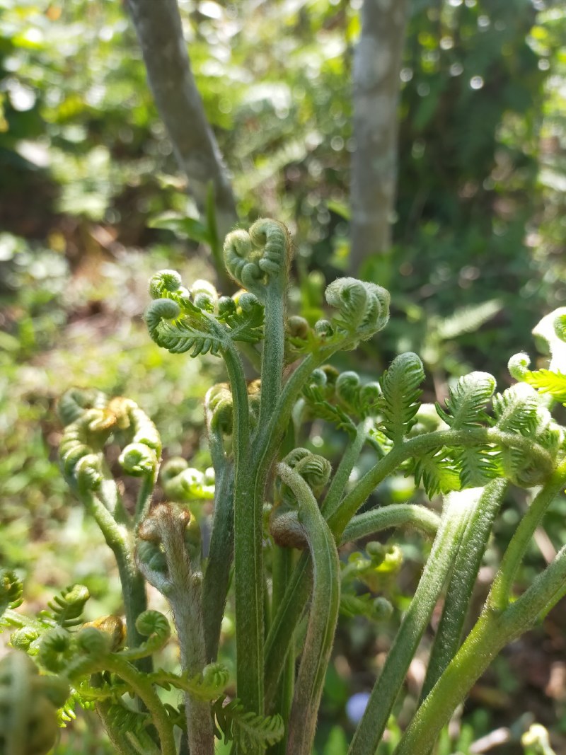 野生蕨菜