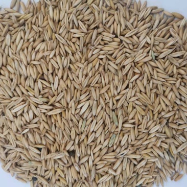 精品皮燕麦饲料燕麦满洲里装车现货2千吨