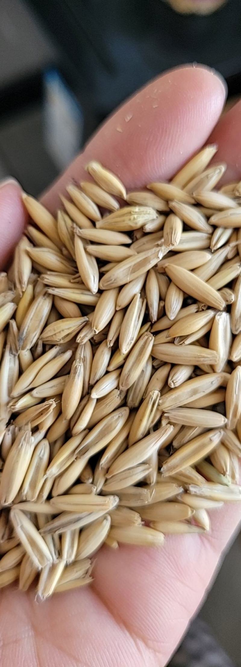 精品皮燕麦饲料燕麦满洲里装车现货2千吨