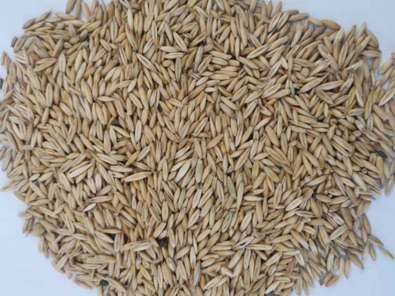 精品皮燕麦饲料燕麦满洲里装车现货2千吨