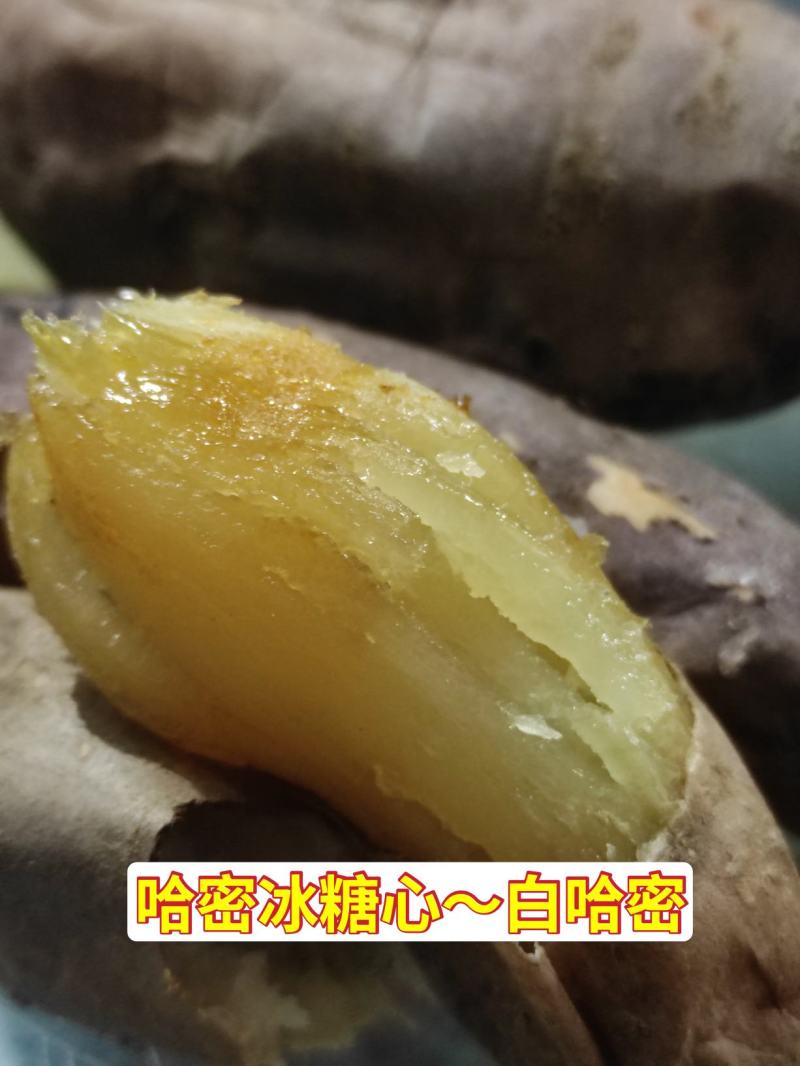 哈密红薯哈密地瓜哈密番薯白心地瓜冰糖心