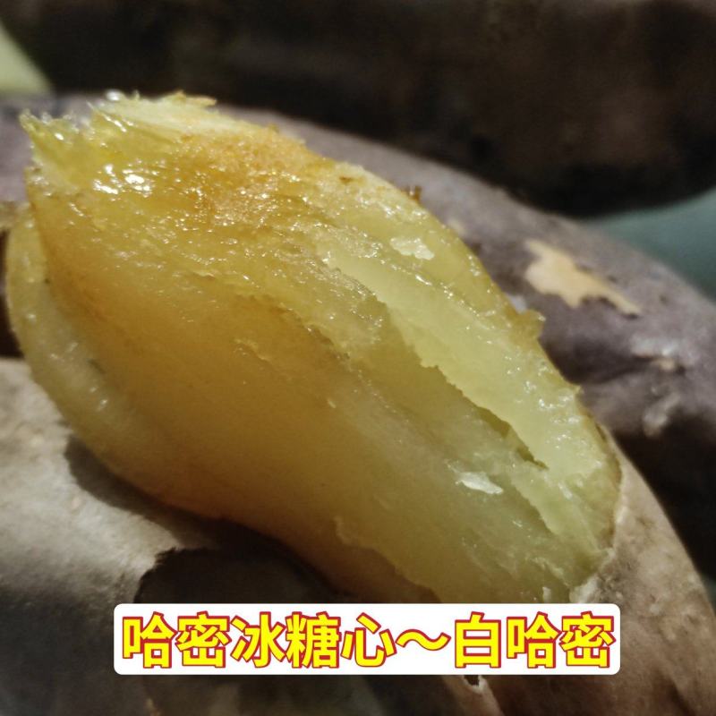 哈密红薯哈密地瓜哈密番薯白心地瓜冰糖心