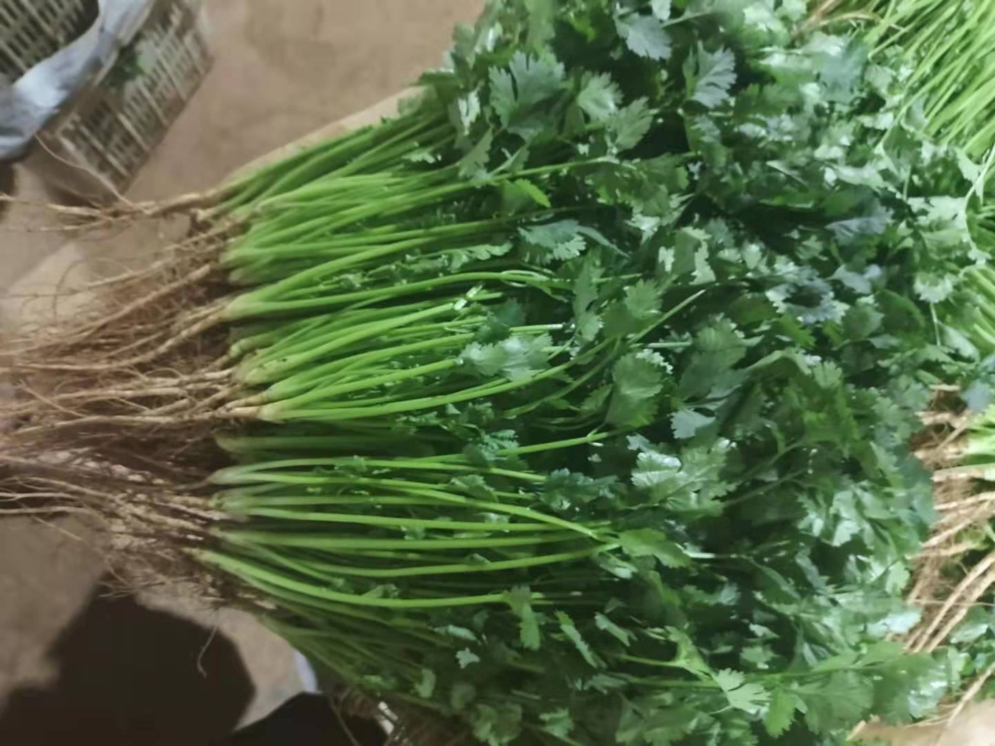 重庆早市摊位上的大叶香菜