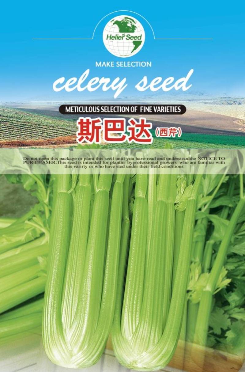 斯巴达杂交西芹种子长势旺抗病强耐抽薹纤维少产量高品质佳