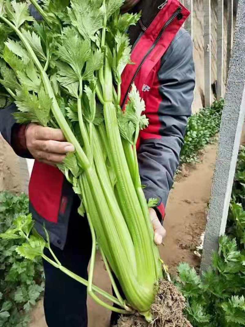 斯巴达杂交西芹种子长势旺抗病强耐抽薹纤维少产量高品质佳