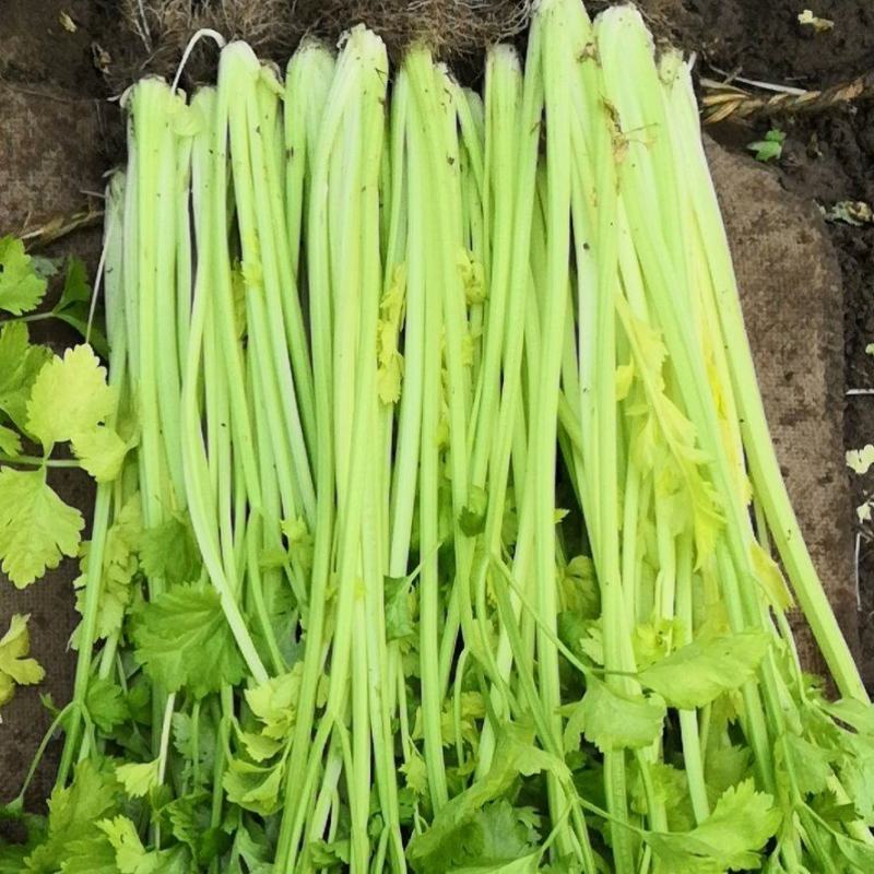 马家沟暖棚芹菜上市