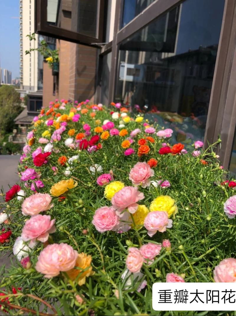 太阳花种子四季开花重瓣混色松叶牡丹花草种籽阳台盆栽包邮