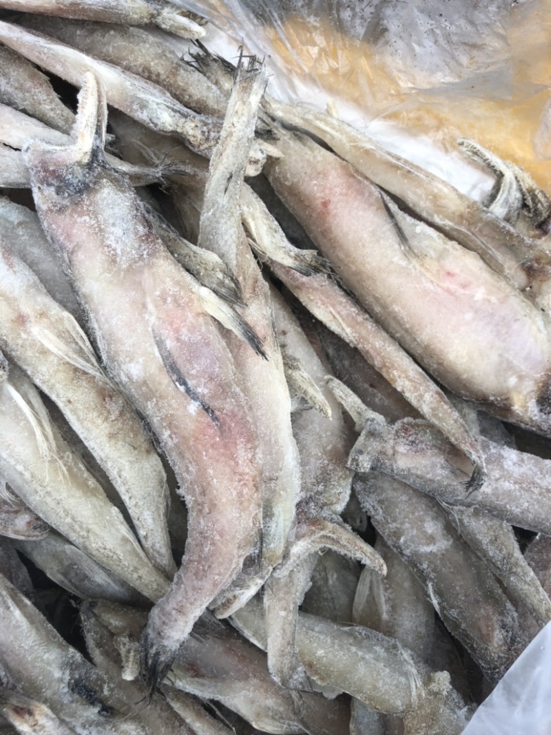 水潺龙头鱼豆腐鱼新鲜龙头鱼冰鲜发货单冻龙头鱼