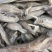 水潺龙头鱼豆腐鱼新鲜龙头鱼冰鲜发货单冻龙头鱼