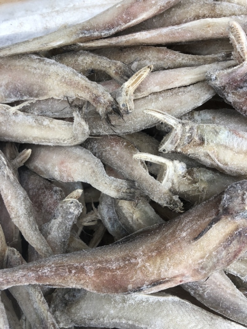 水潺龙头鱼豆腐鱼新鲜龙头鱼冰鲜发货单冻龙头鱼
