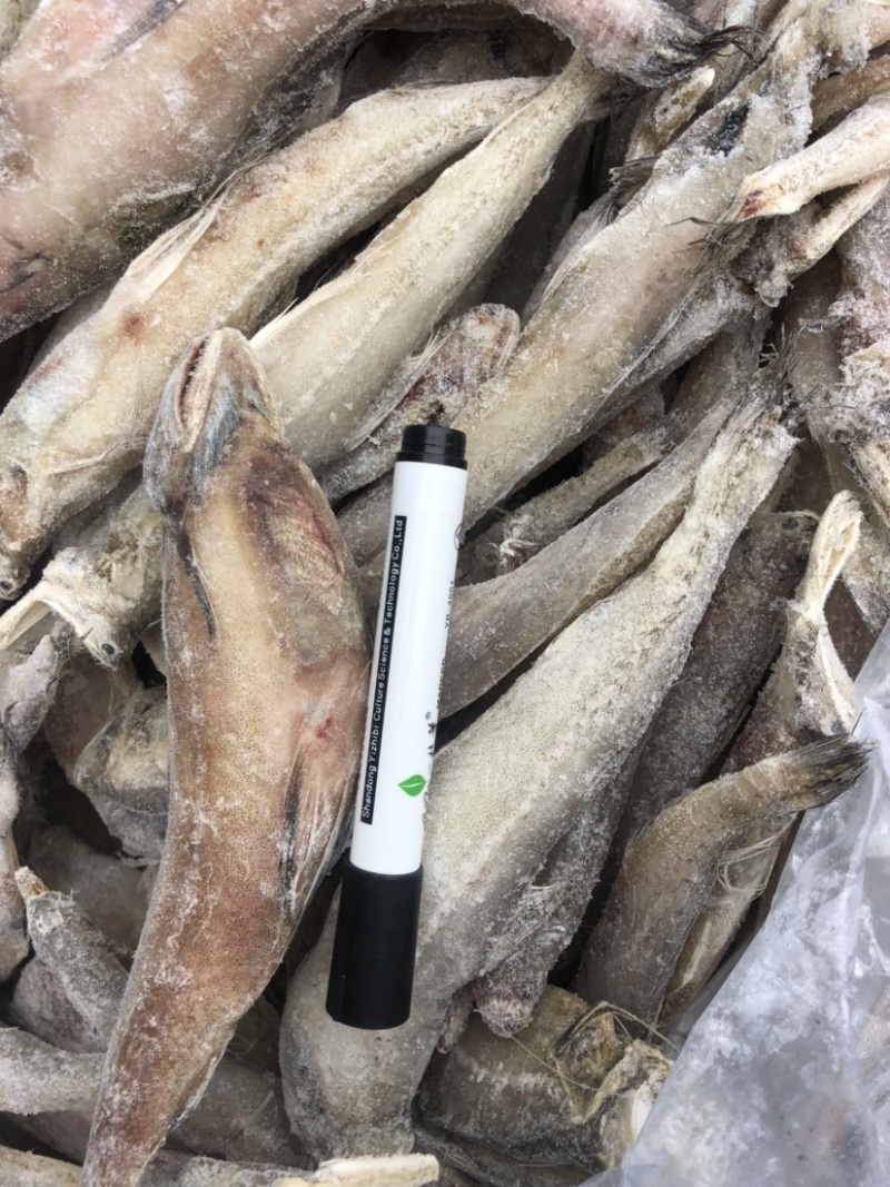 水潺龙头鱼豆腐鱼新鲜龙头鱼冰鲜发货单冻龙头鱼