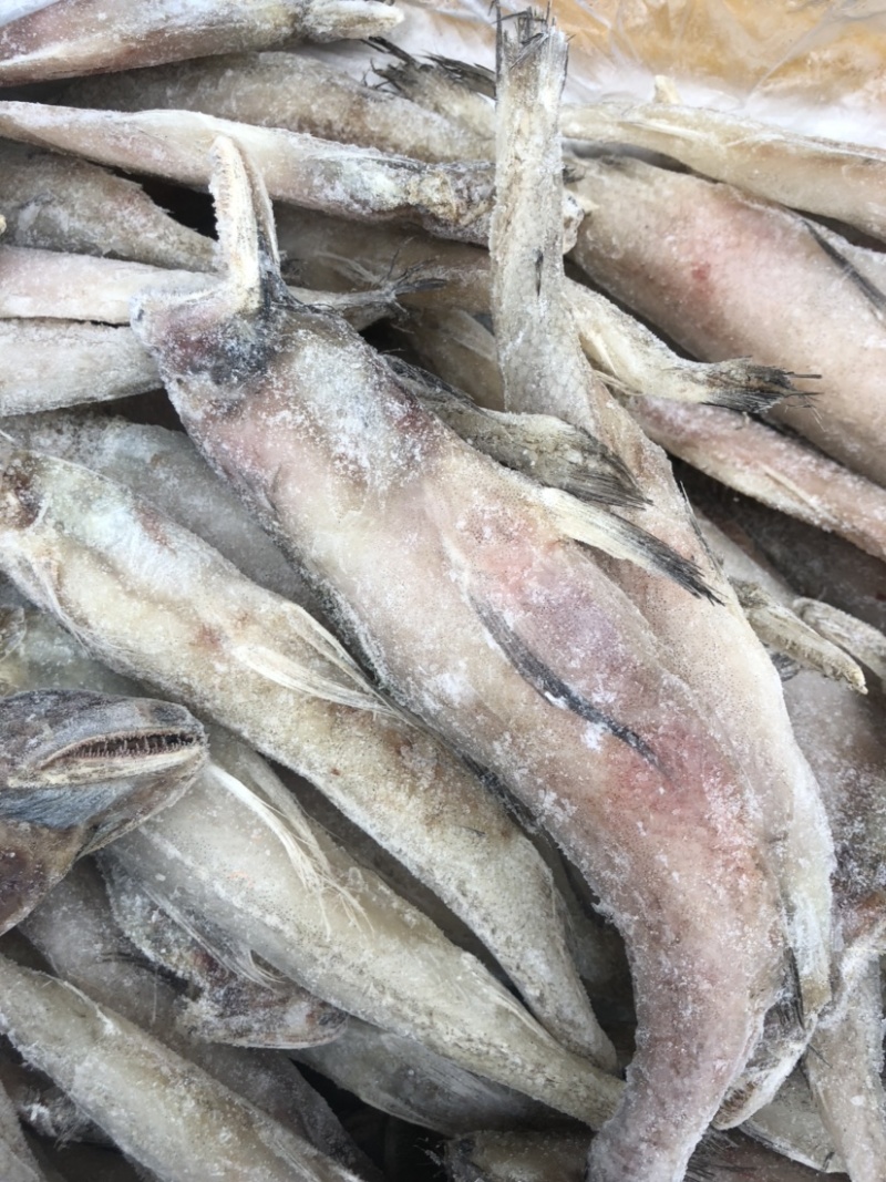 水潺龙头鱼豆腐鱼新鲜龙头鱼冰鲜发货单冻龙头鱼