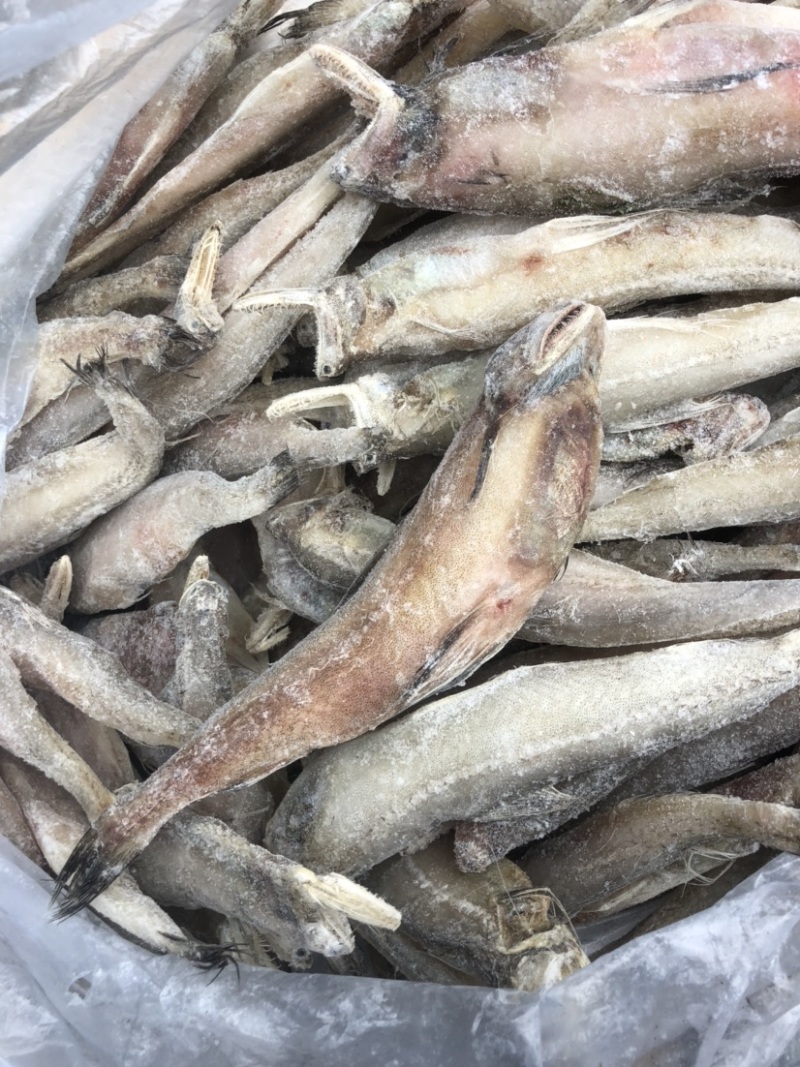 水潺龙头鱼豆腐鱼新鲜龙头鱼冰鲜发货单冻龙头鱼