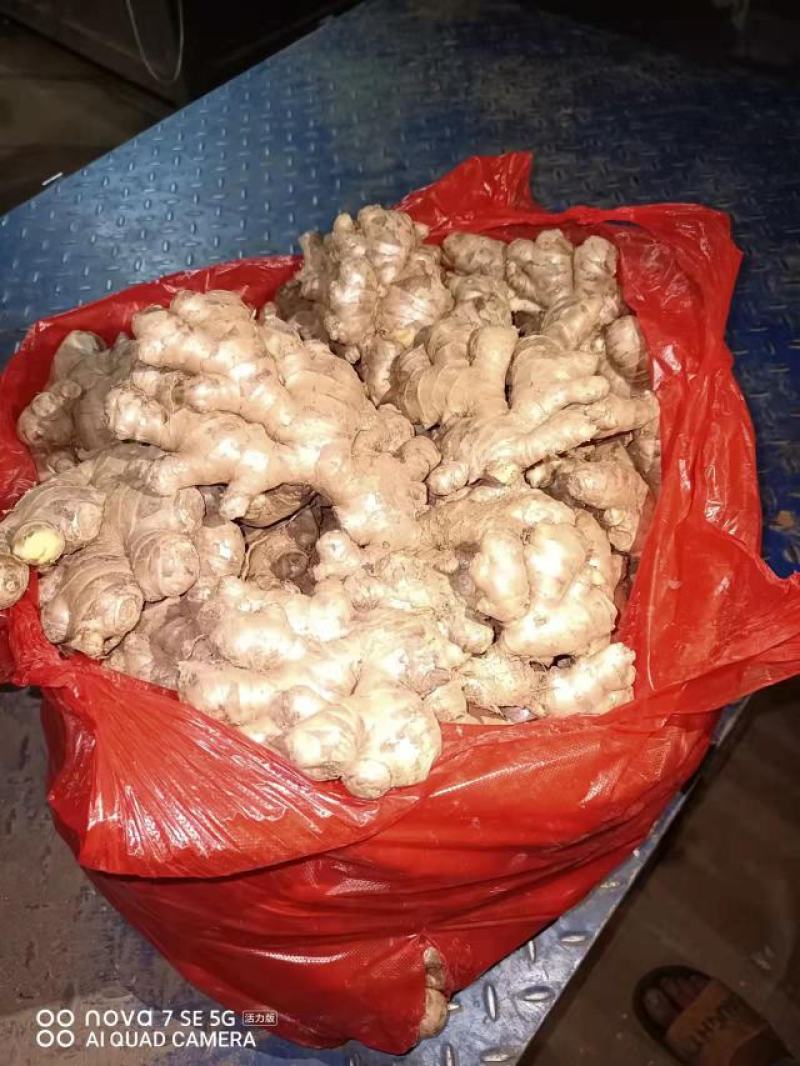 云南现挖黄姜
