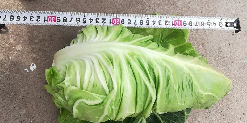 各种蔬菜产地批发/量大从优/全国发货/欢迎来电洽谈合作