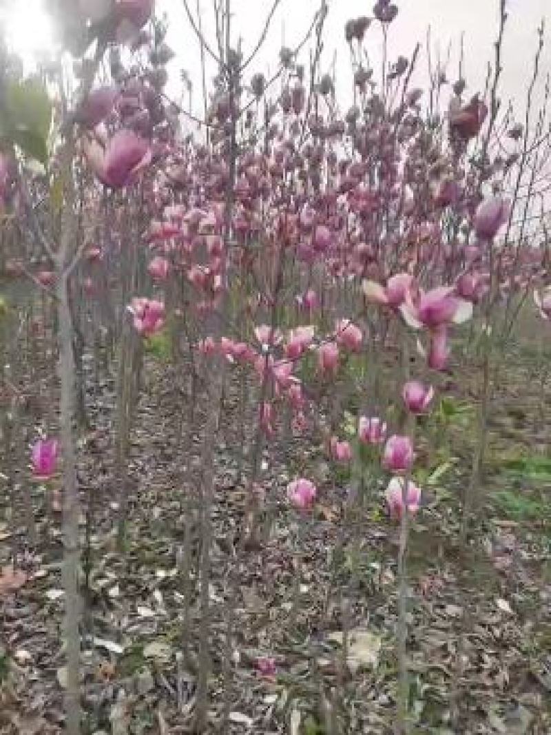 玉兰，广玉兰，二乔，黄花玉兰，红花玉兰，白花玉兰