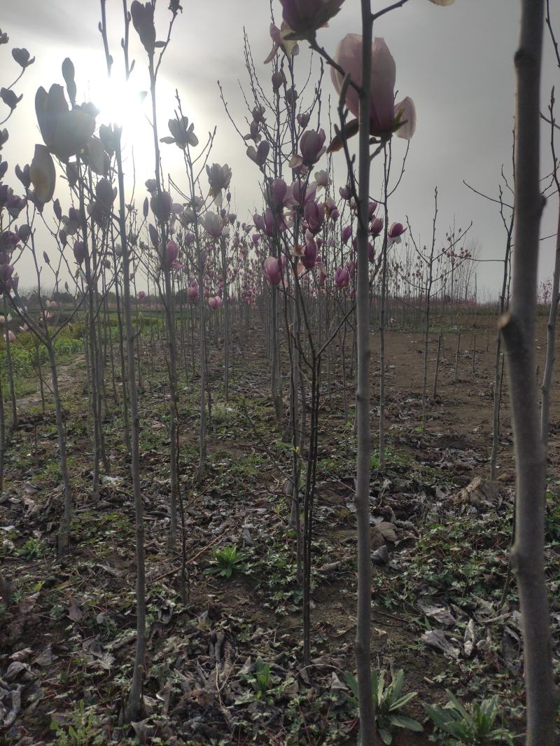 玉兰，广玉兰，二乔，黄花玉兰，红花玉兰，白花玉兰