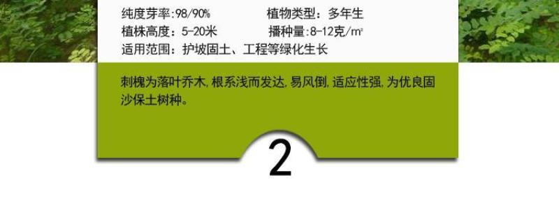灌木种子紫穗槐刺槐猪屎豆银合欢种子公路绿化护坡固土草种籽