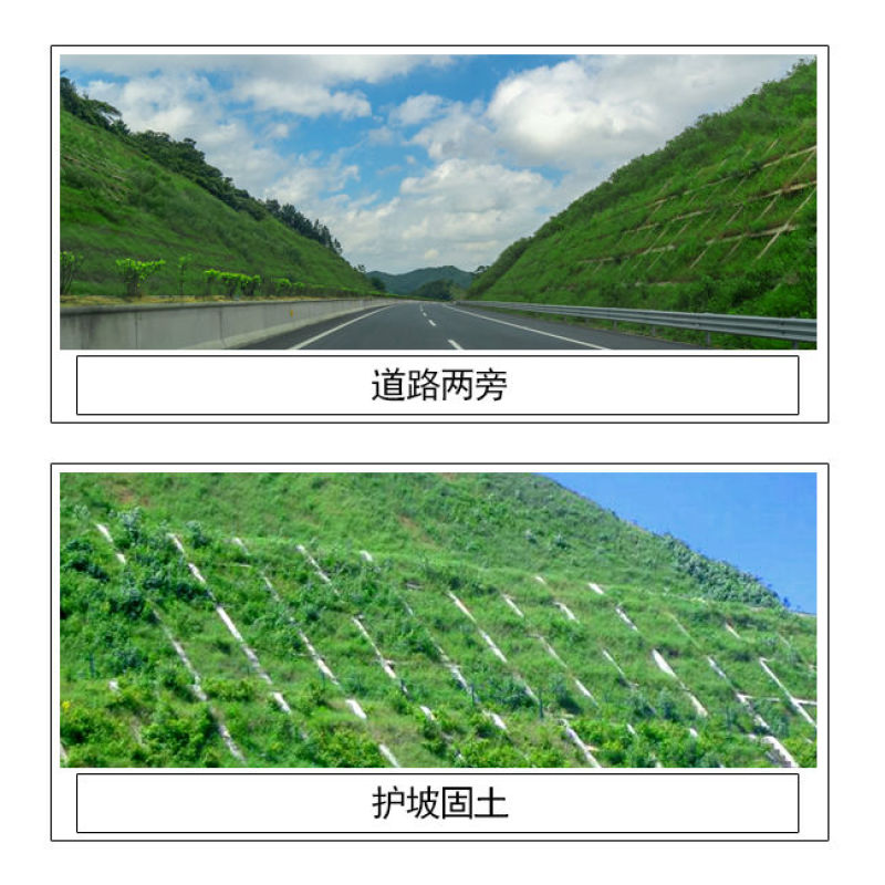 灌木种子紫穗槐刺槐猪屎豆银合欢种子公路绿化护坡固土草种籽